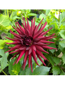 Dahlia Nuit d'Ete (1.5lt)