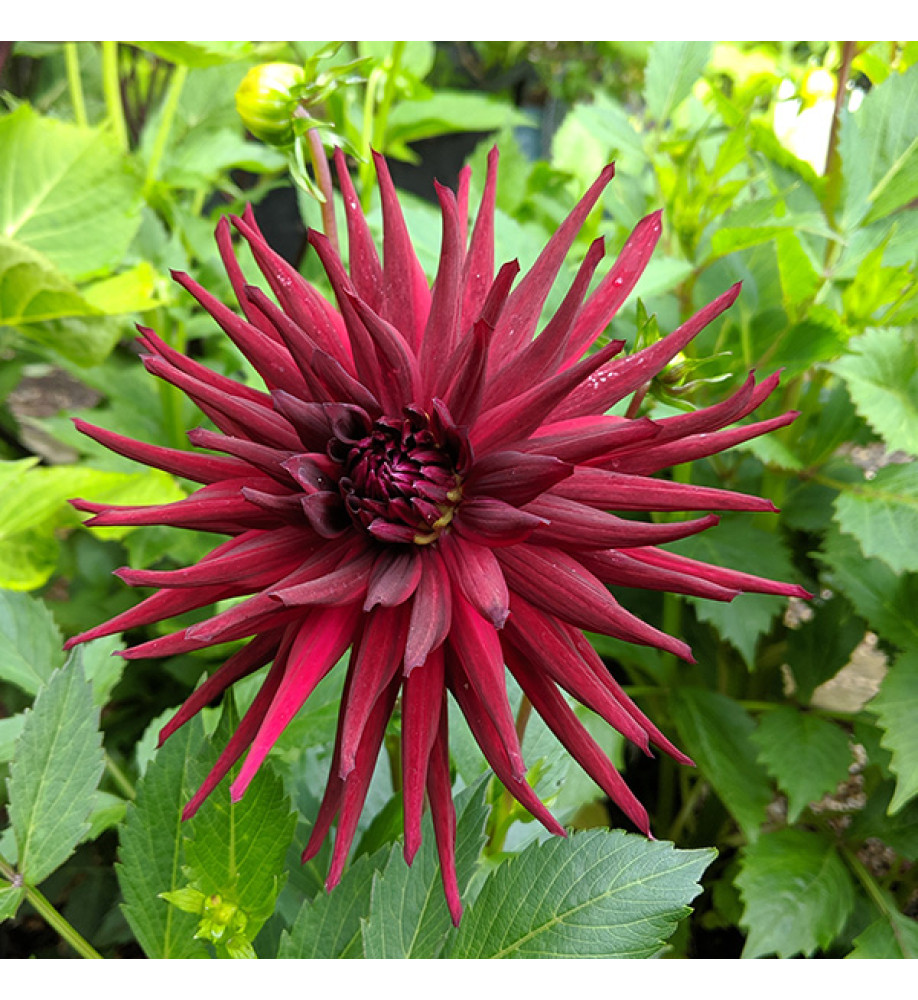 Dahlia Nuit d'Ete (1.5lt)