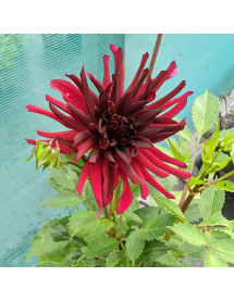 Dahlia Nuit d'Ete (1.5lt)