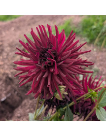 Dahlia Nuit d'Ete (1.5lt) Dahlia Nuit d'Ete (1.5lt)
