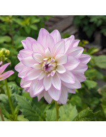 Dahlia pale lilac double (3lt)