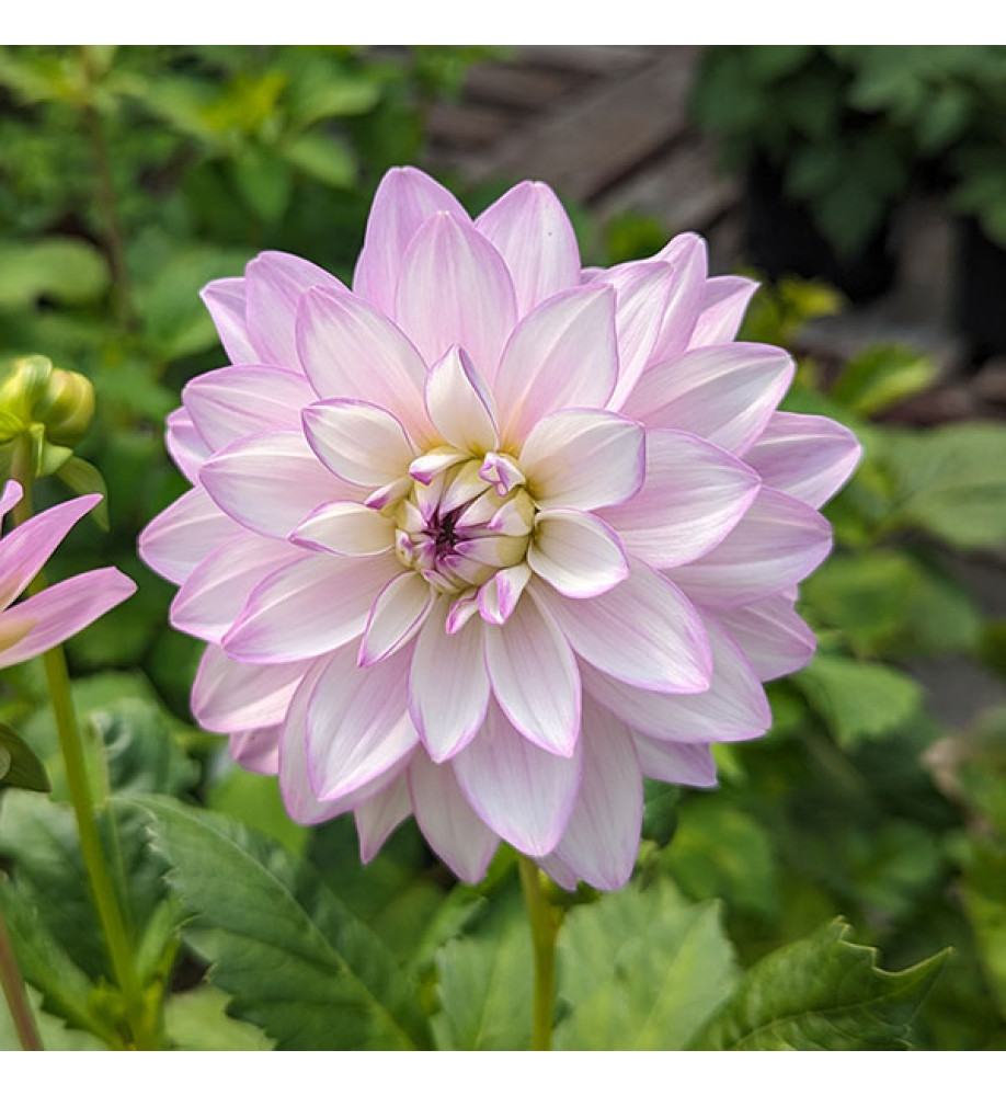 Dahlia pale lilac double (3lt)