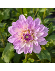 Dahlia pale lilac double (3lt) Dahlia pale lilac double (3lt)