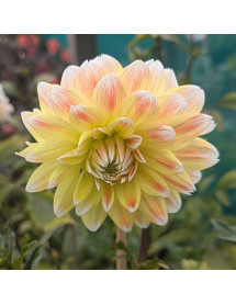 Dahlia Peaches and Cream (3lt)