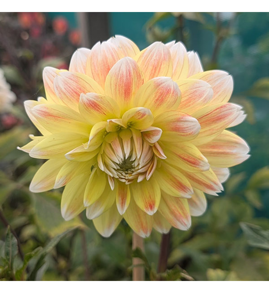 Dahlia Peaches and Cream (3lt)