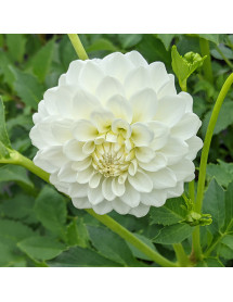 Dahlia Petras Wedding (3lt)