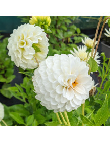 Dahlia Petras Wedding (3lt)