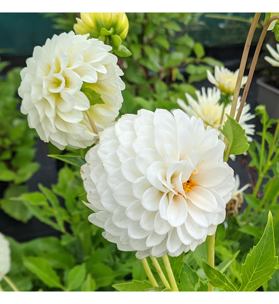 Dahlia Petras Wedding (3lt)