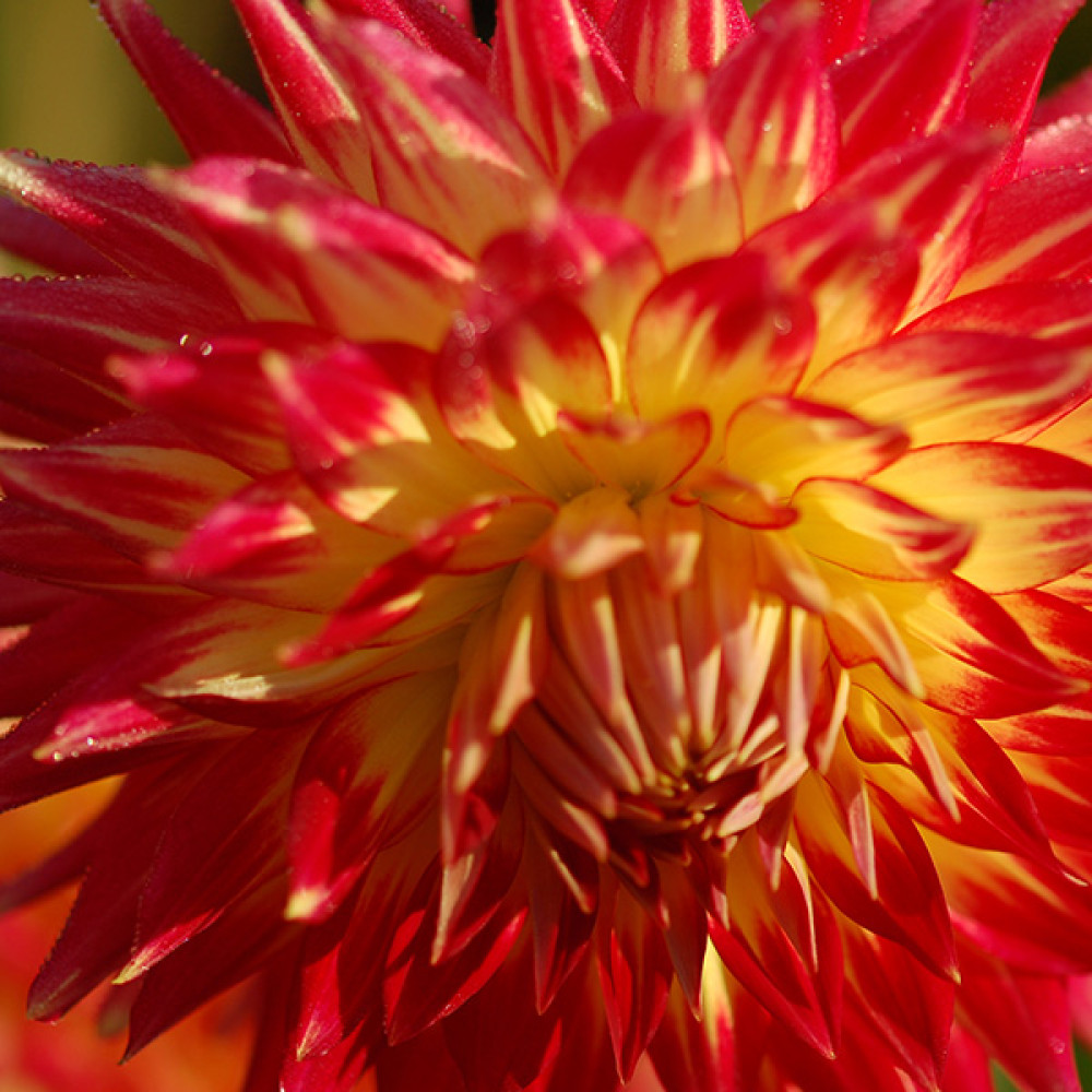 Dahlia Procyon (3lt)