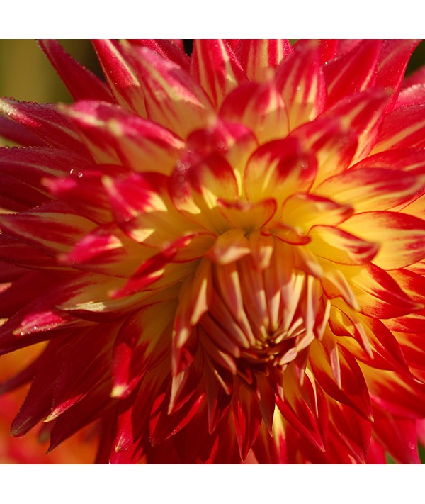 Dahlia Procyon (Pack of 1)