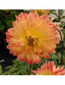 Dahlia Procyon (3lt)