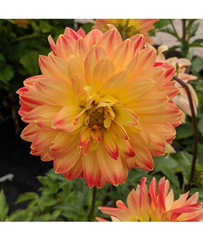 Dahlia Procyon (Pack of 1)