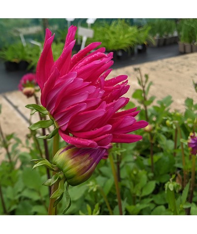 Dahlia Purple Gem (1lt)