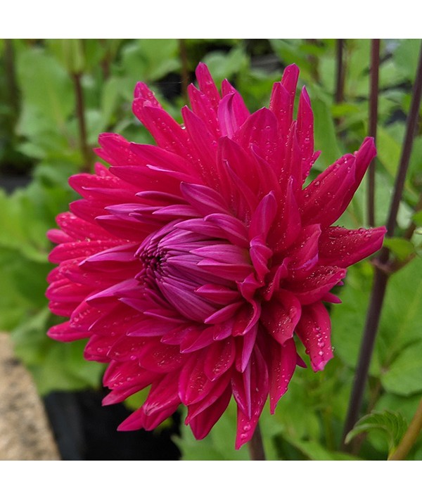 Dahlia Purple Gem (3lt)