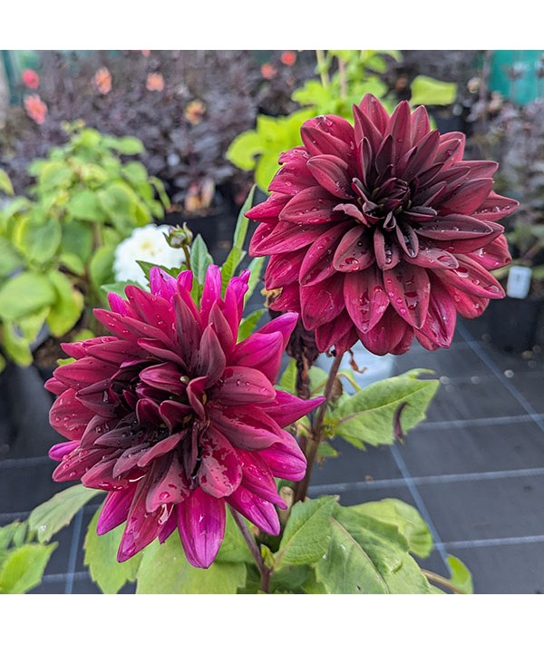 Dahlia Rocco (3lt)