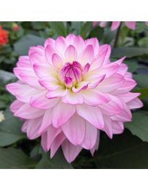 Dahlia Sincerity Rose Bicolor (2lt)
