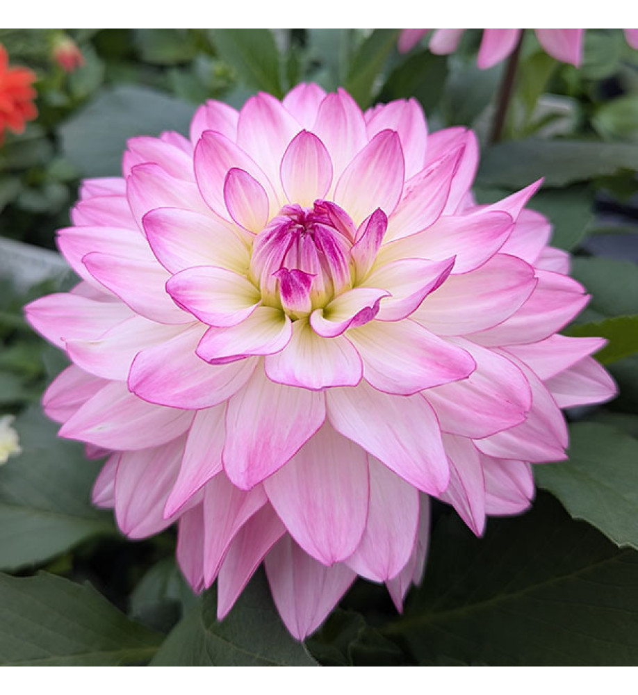 Dahlia Sincerity Rose Bicolor (2lt)