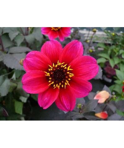 Dahlia Roxy (1lt)