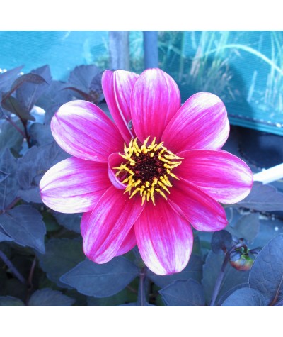 Dahlia Roxy (1lt)