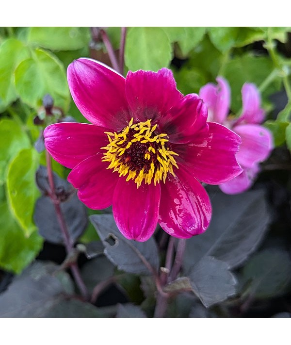 Dahlia Roxy (1lt)