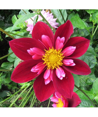 Dahlia Royal Blood (1lt)