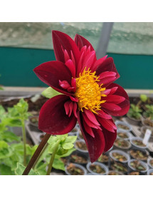 Dahlia Royal Blood (3lt)