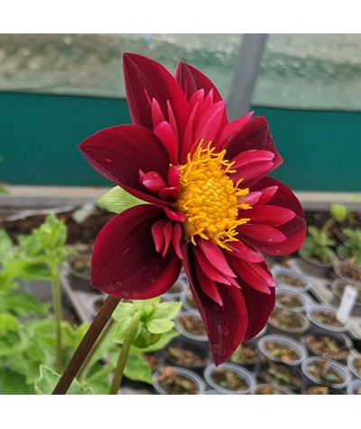 Dahlia Royal Blood (1lt)