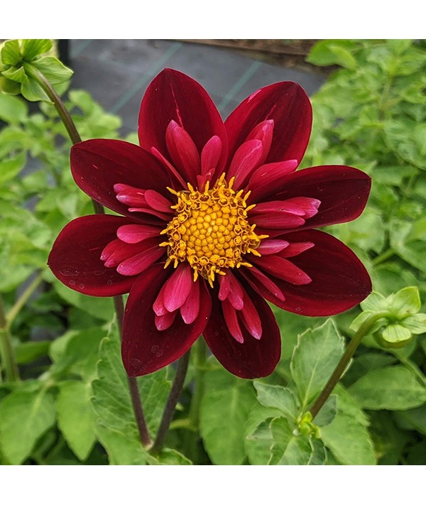 Dahlia Royal Blood (1lt)