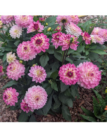 Dahlia Sincerity Rose Bicolor (2lt)