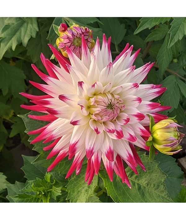 Dahlia Sorbet (1lt)