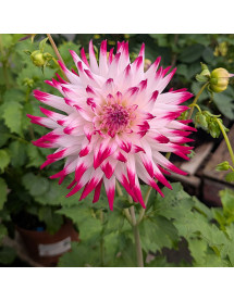 Dahlia Sorbet (2lt)