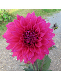 Dahlia Suffolk Punch (1lt)