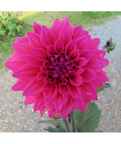 Dahlia Suffolk Punch (7.5lt)