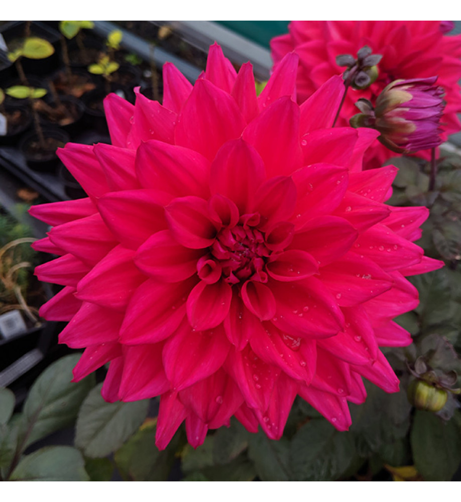 Dahlia Suffolk Punch (1lt)