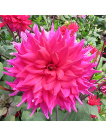 Dahlia Suffolk Punch (3lt)