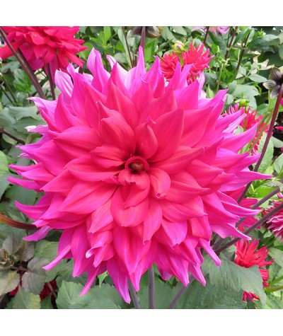 Dahlia Suffolk Punch (2lt)