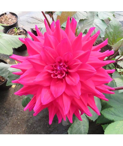 Dahlia Suffolk Punch (7.5lt)