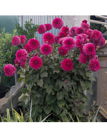 Dahlia Suffolk Punch (1lt)