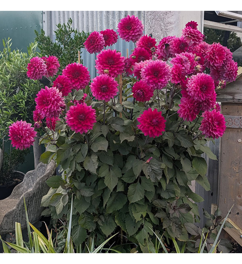 Dahlia Suffolk Punch (3lt)