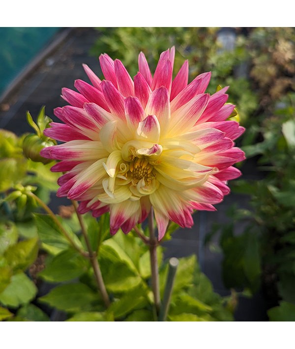 Dahlia Tahiti Sunrise (3lt)