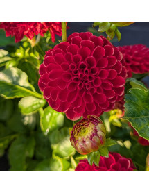 Dahlia Viking (3lt)