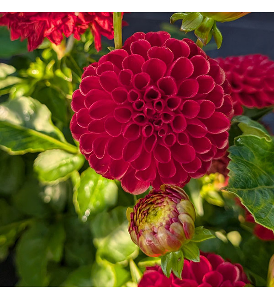Dahlia Viking (3lt)