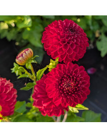 Dahlia Viking (3lt)
