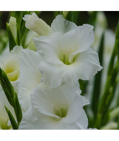 Gladiolus White Prosperity (1lt)