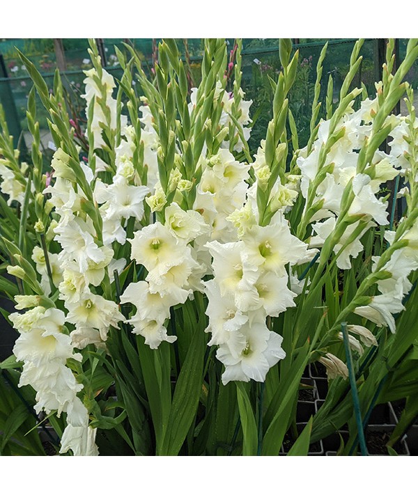 Gladiolus White Prosperity (1lt)