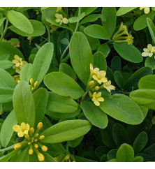 Daphne gemmata Royal Crown (7.5lt) Daphne gemmata Royal Crown (7.5lt)