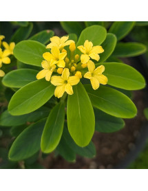 Daphne gemmata Royal Crown (7.5lt)