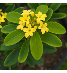 Daphne gemmata Royal Crown (7.5lt)