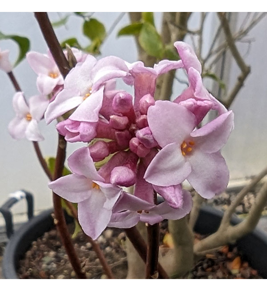 Daphne bholua Jacqueline Postill (4lt)