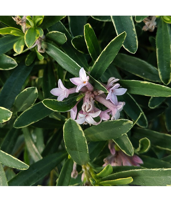 Daphne x transatlantica Langthorns Cream (2lt) Daphne x transatlantica Langthorns Cream (2lt)